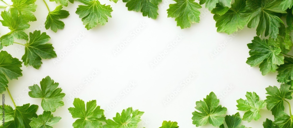 Poster fresh green parsley leaves arranged in a frame with copy space for text on a white background