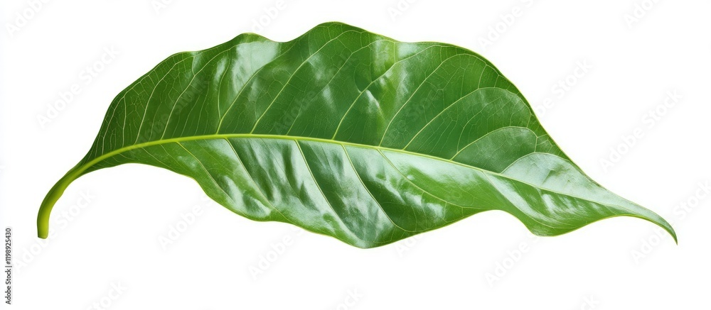 Poster single green leaf with detailed texture and glossy surface isolated on white background with ample c