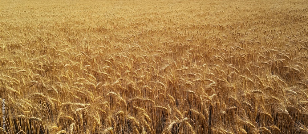 Poster golden wheat field with ripening grains under a warm light copy space available for text insertion