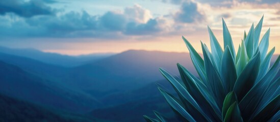 Obraz premium Mountain Landscape with Agave Plant at Sunset with Blue Sky and Clouds Copy Space