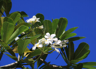 White flowers of a frangipani tree, Thailand.