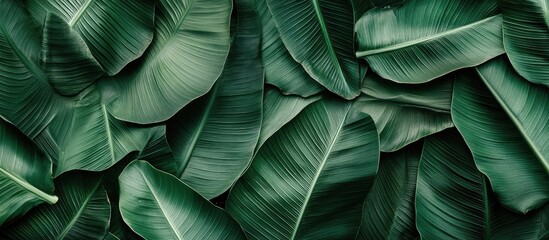 Fototapeta premium Green tropical leaves background with various textures and patterns for design use Copy Space
