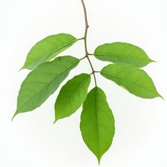 Fototapeta premium Flat lay of a green branch with multiple leaves on a white background. Botanical composition for eco, nature, and organic concepts