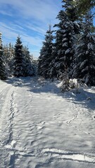 Winter landscape with snow