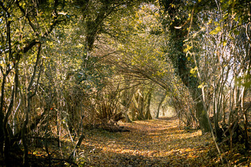 A Forest Path Covered by a Canopy of Trees