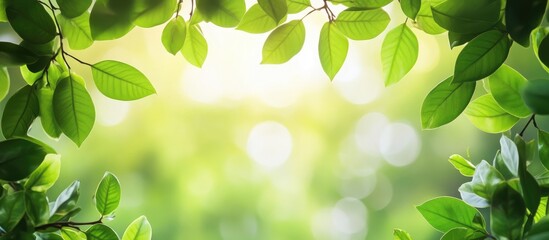 Green leaves framing a bright blurred background with soft light and natural bokeh Copy Space