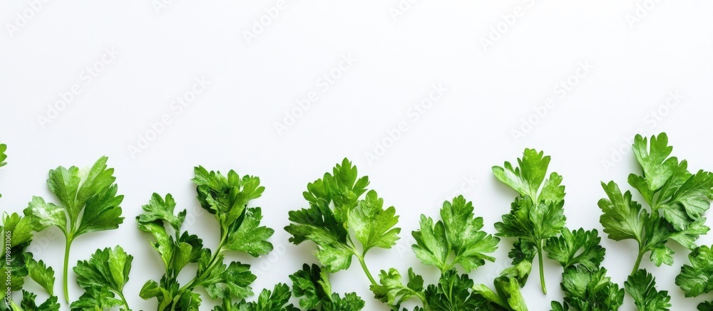 Aufkleber fresh green parsley leaves arranged on white background with ample copy space for text usage.