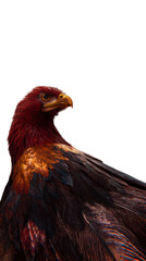 Fototapeta premium Majestic red-feathered eagle profile