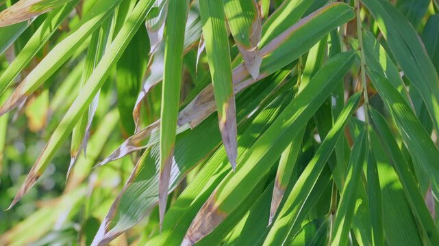 Blown by the breeze, the leaves of Pleioblastus bamboo are swaying in the wind.
