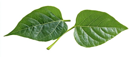 Fototapeta premium Green Betel Leaves Isolated on White Background with Copy Space for Text
