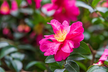 A sasanqua camellia flower with bright pink petals in full bloom. Camellia sasanqua