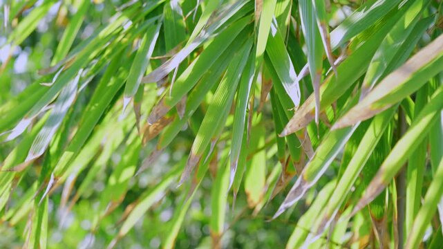 Panning from the top and going down while showing the leaves and twigs of a bamboo plant.