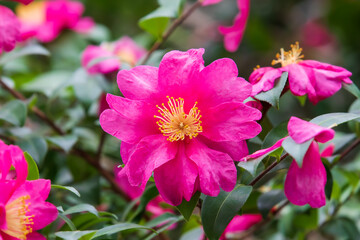 Fototapeta premium A sasanqua camellia flower with bright pink petals in full bloom. Camellia sasanqua