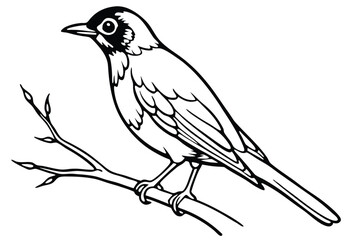 American Robin sitting in the branch vector with line art design 