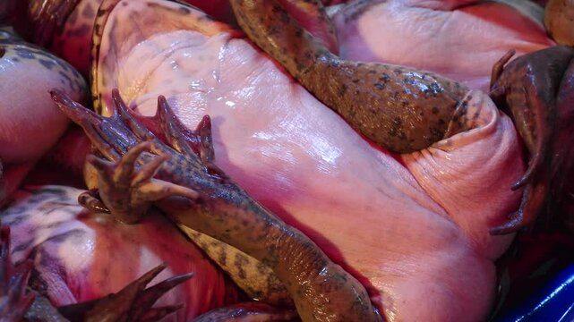 BANGKOK, THAILAND - AUGUST 2024 : View of frogs sold at the local market.