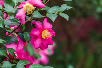 A sasanqua camellia flower with bright pink petals in full bloom. Camellia sasanqua