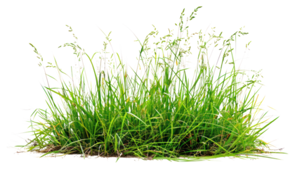 PNG Short grass garden plant lawn