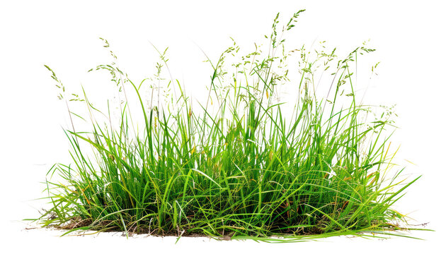 PNG Short grass garden plant lawn