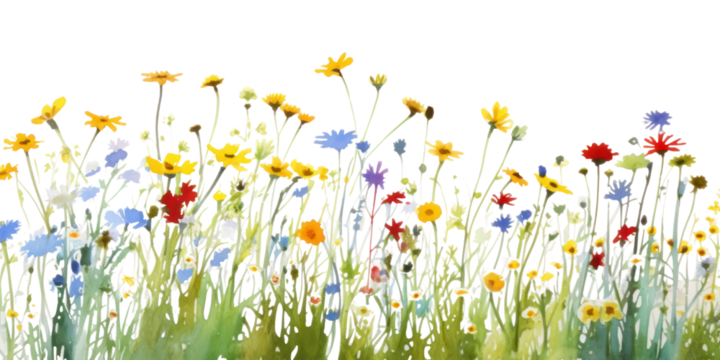 PNG Daisy flower field nature grassland outdoors.