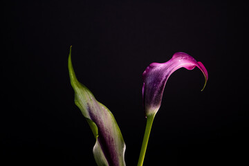 Calla flower. Zantedeschia aethiopica. Purple flower on a dark background. Arum lily. Hybrid