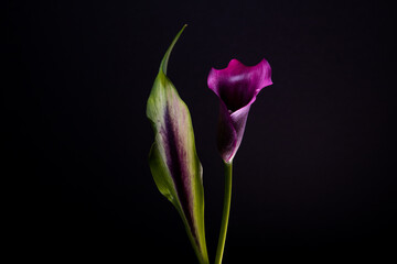 Calla flower. Zantedeschia aethiopica. Purple flower on a dark background. Arum lily. Hybrid