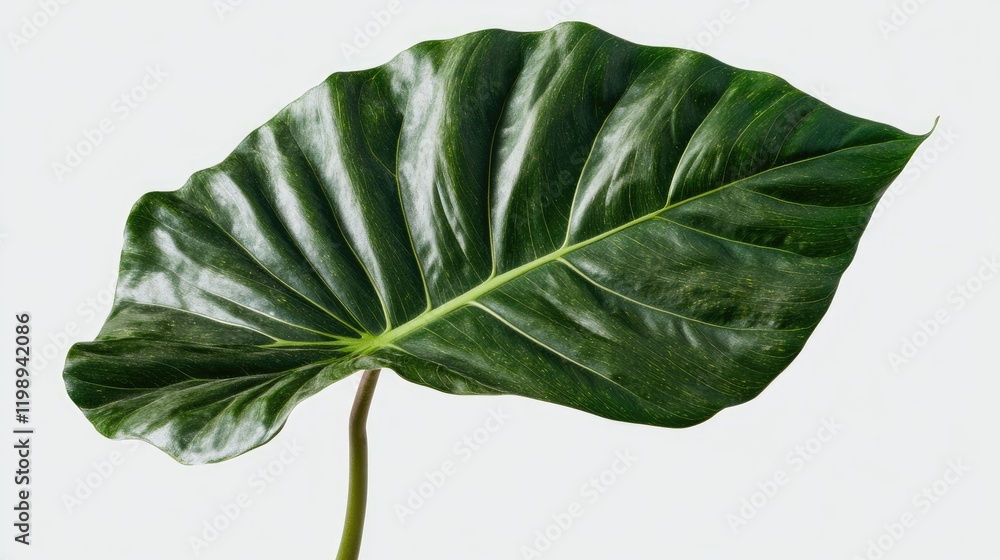 Poster large green leaf with distinctive veins and smooth surface isolated on light background with copy sp