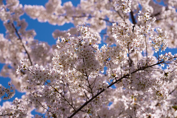 Spring flowering tree branch with white flowers on blue sky background.