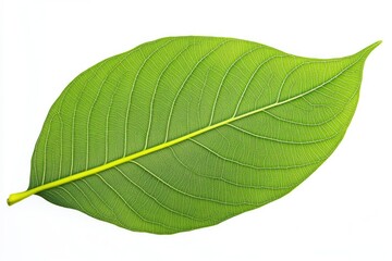 Obraz premium A detailed view of a single green leaf on a white background, great for nature or design concepts