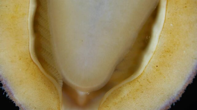 Mollusca Tonicella marmorea under microscope, order Chitonida. The video shows gills close up. White Sea