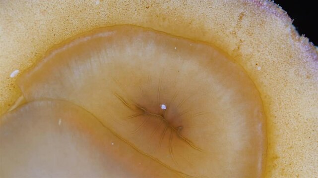Mollusca Tonicella marmorea under microscope, order Chitonida. The video shows mouth and radula close up. White Sea