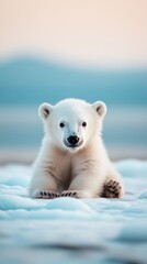Polar bear cub plays joyfully on diminishing ice floes in a changing environment