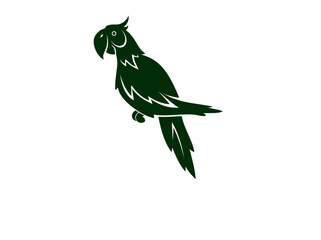 parrot on a white background
