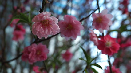 Closeup of a light pink peach blossom flower on upper left screen, with a blurred bokeh background of other pink flowers
