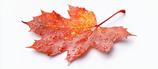 Close up of vibrant red maple leaf with water droplets on a white background showcasing seasonal beauty and empty space for text insertion
