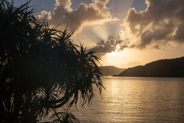 夜明けの龍郷湾とアダン