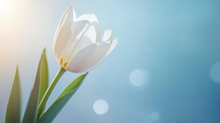 White tulip flower with green leaves against a soft blue background with bokeh lights and copy space for text