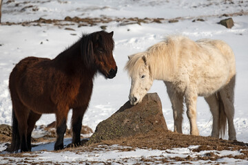 Naklejka premium Two Icelandic horses in winter pasture with snow on the ground
