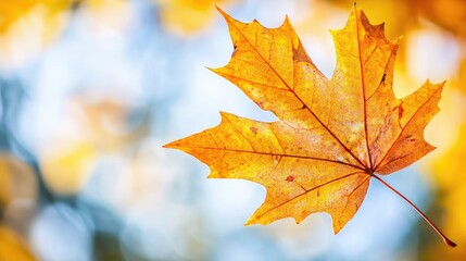 Obraz premium Colorful autumn maple leaf showcasing intricate textures in vibrant orange and yellow hues against a blurred blue background with ample copy space for text