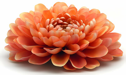 Orange chrysanthemum bloom, isolated, white background, decor
