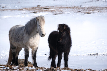 horses in snow