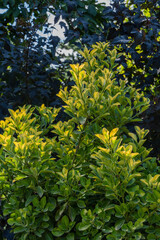 Beautiful yellow foliage on Ligustrum Vicaryi bush on blurred background of evergreen plants in ornamental garden. Selective focus. Nature concept for design.