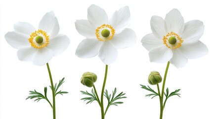 Elegant White Flowers with Buds and Green Leaves on White Background