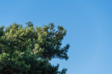 Obraz premium This image captures the top of lush pine tree against clear blue sky, showcasing natural beauty of the outdoors. Close up. Nature concept for landscape design.