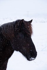 dark horse in winter