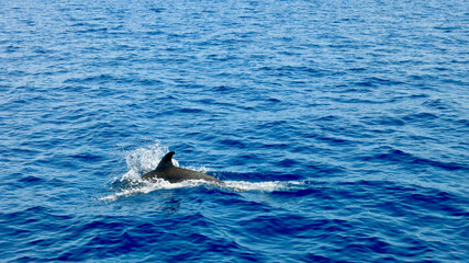 Fototapeta premium Dolphin on the surface of the water. View of a dolphin swimming near the surface of the sea. The back and fin of a dolphin sticking out of the water.