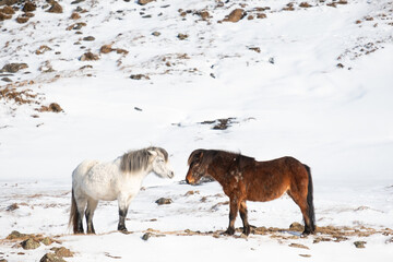Pair of Icelandic horses looking at each other in dead of winter, with snow on the ground