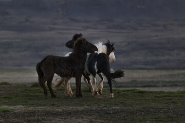 Icelandic horses playing in summer pasture