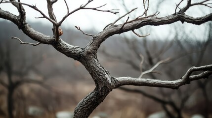 Close-up view of a bare, weathered tree branch against a blurred, muted forest backdrop, showcasing intricate bark textures and empty space for text.