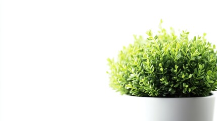 Fototapeta premium Close-up of Lush Green Plant in White Pot on White Background with Space for Text