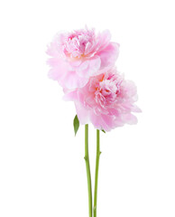  Two light  pink Peonies  isolated on white background.
